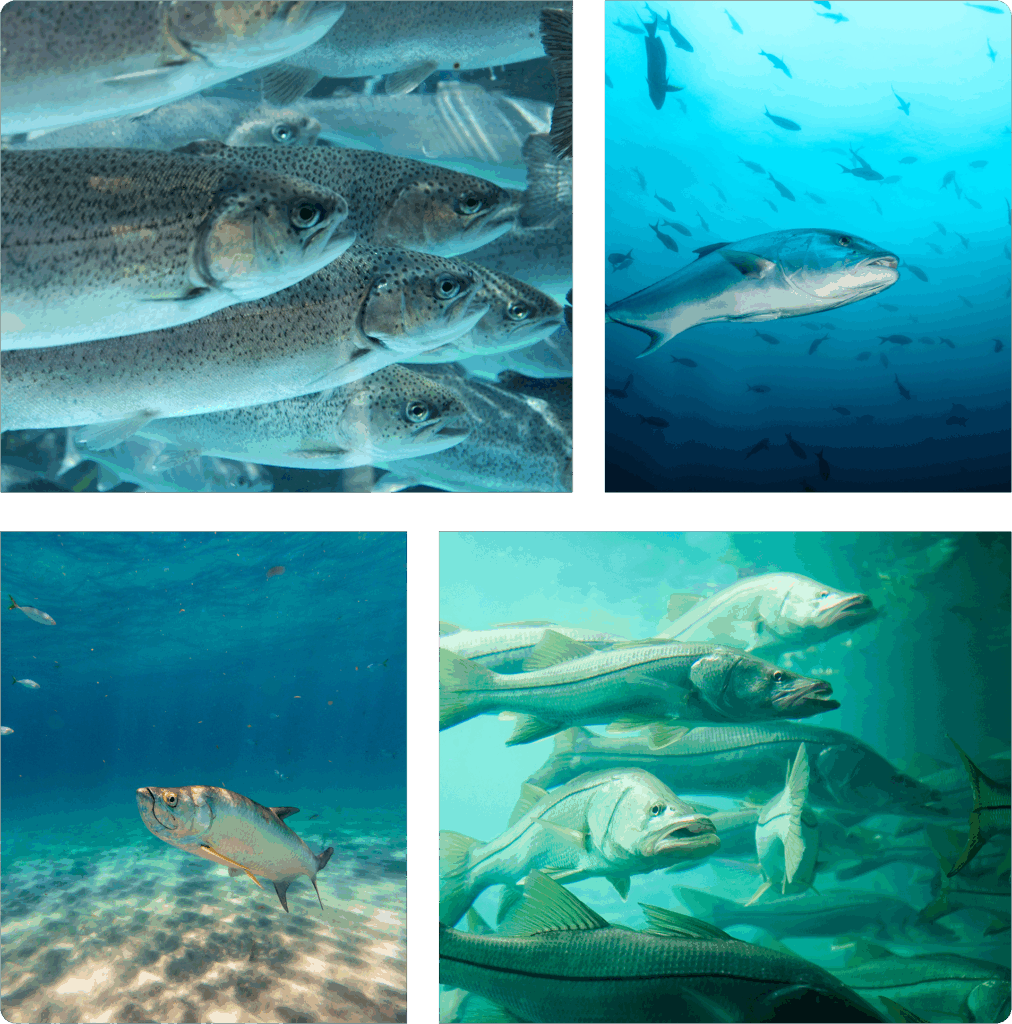 Masonry image of fish.