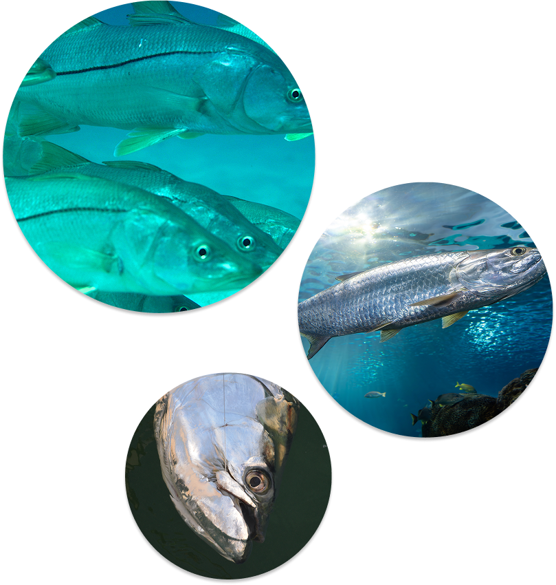 Bubble concept graphic of fish.