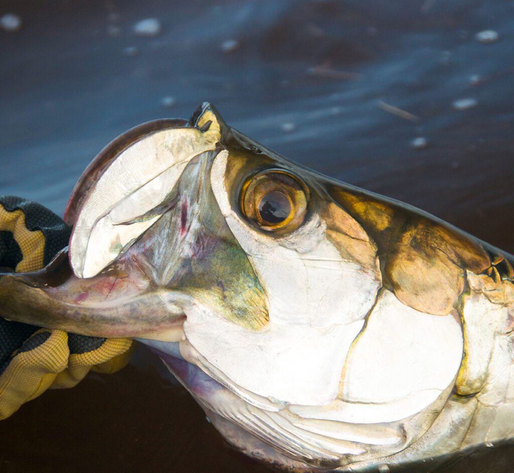 Holding tarpin fish out of water.